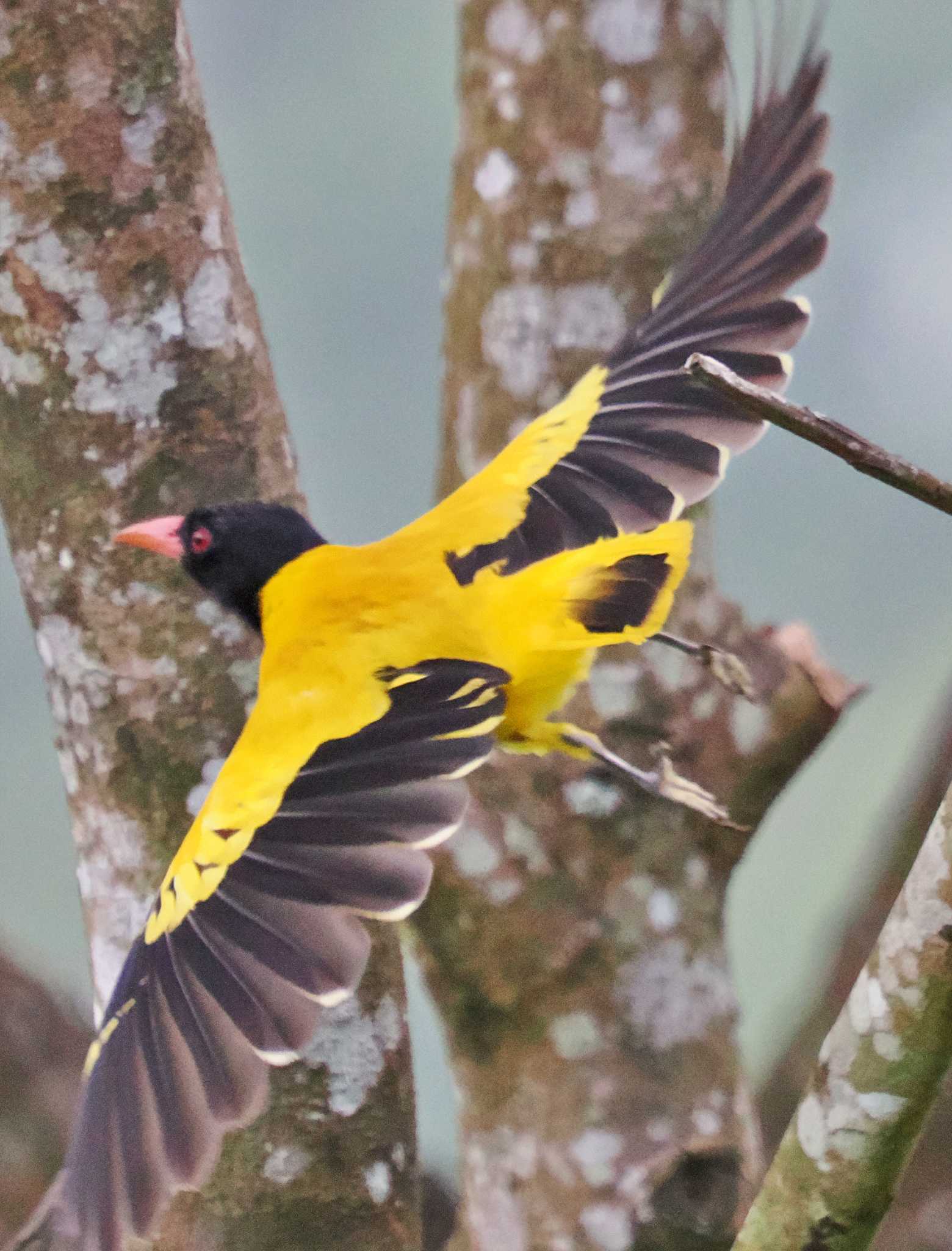 Photo of Black-hooded Oriole at Sri Lanka by 藤原奏冥
