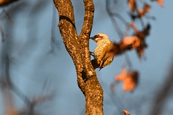 Japanese Green Woodpecker 東京都立桜ヶ丘公園(聖蹟桜ヶ丘) Sun, 2/5/2023