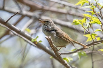 Japanese Bush Warbler Akashi Park Fri, 4/13/2018