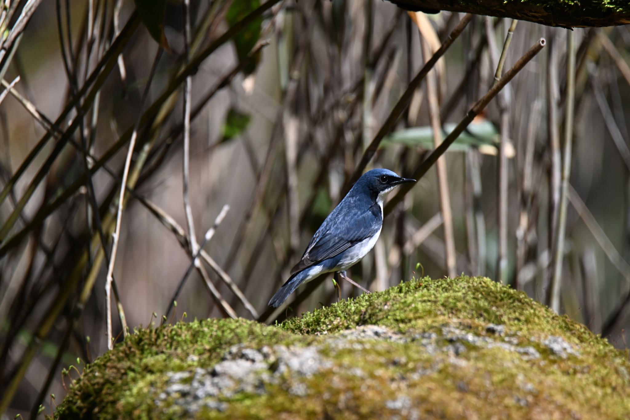 Siberian Blue Robin
