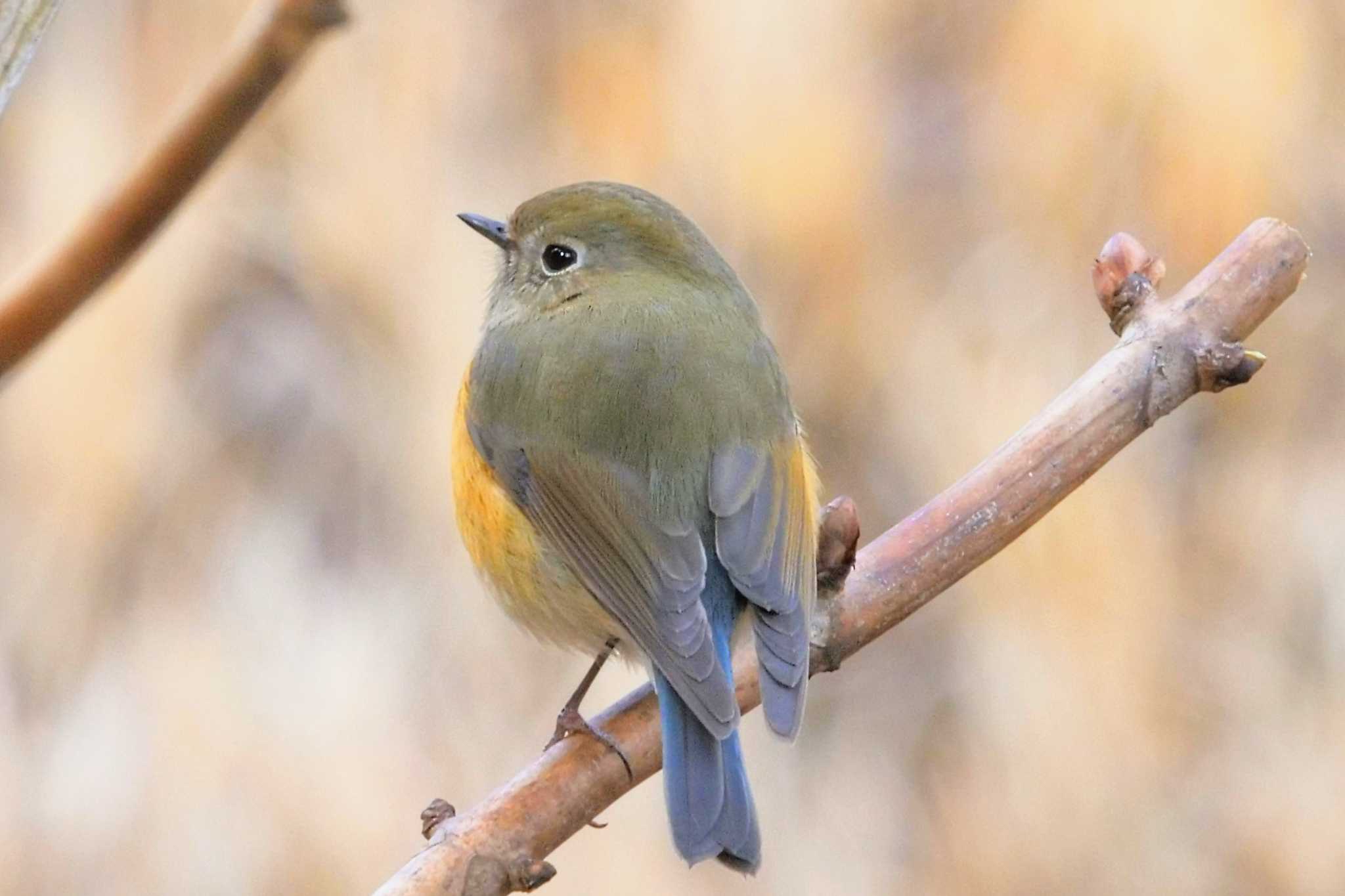 Red-flanked Bluetail