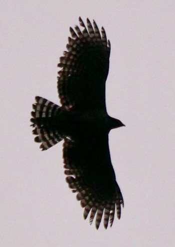 Mountain Hawk-Eagle 熊本県阿蘇市 Sun, 4/15/2018