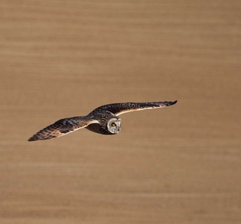 Short-eared Owl 埼玉県 Mon, 2/6/2023