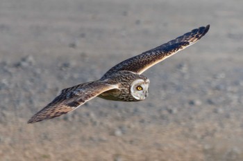 Short-eared Owl 江戸川 Unknown Date