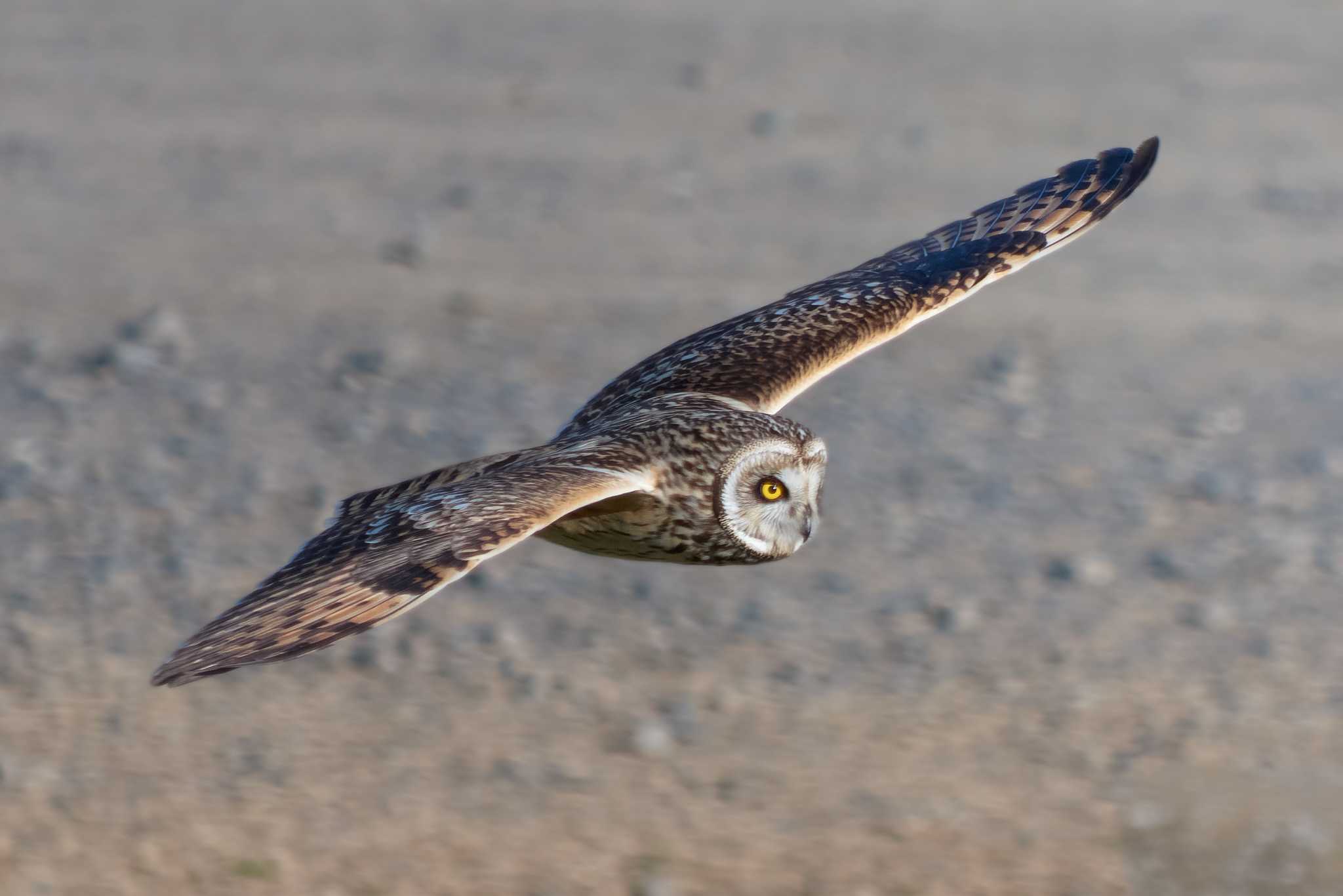 Photo of Short-eared Owl at 江戸川 by Shinichi.JPN