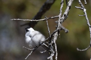 Willow Tit 群馬県 Thu, 12/29/2022