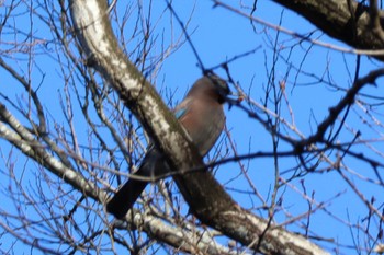 Eurasian Jay とちぎわんぱく公園 Sun, 2/5/2023