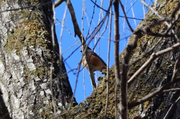 Varied Tit とちぎわんぱく公園 Sun, 2/5/2023