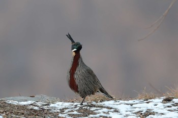 Koklass Pheasant 中国河南省 Sun, 12/30/2018