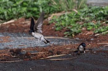 Asian House Martin 神奈川県 Mon, 4/16/2018