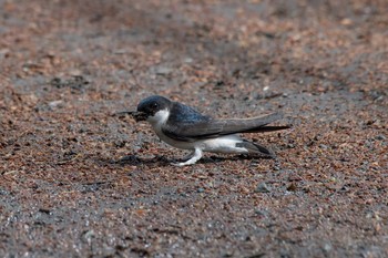 Asian House Martin 神奈川県 Mon, 4/16/2018