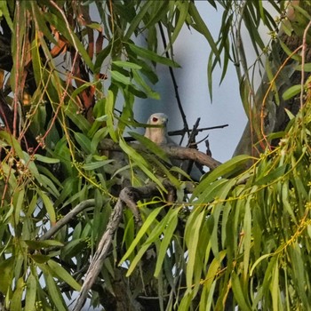 Shikra Pattaya, Chonburi, Thailand Tue, 2/7/2023