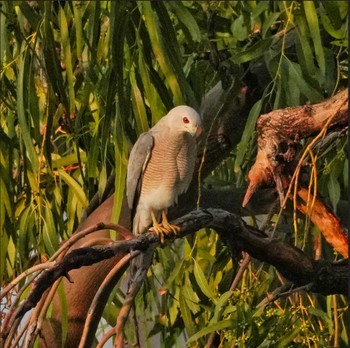 Shikra Pattaya, Chonburi, Thailand Tue, 2/7/2023