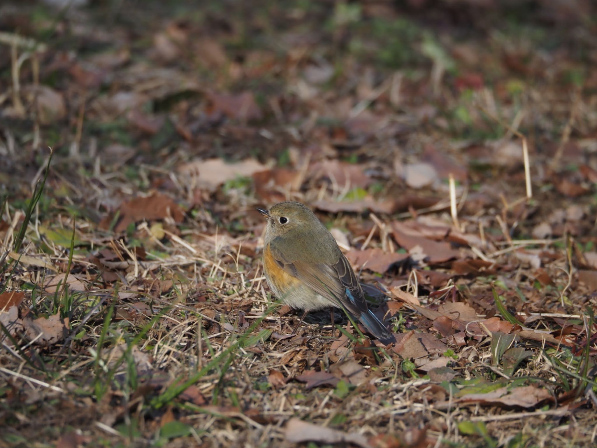 小宮公園(八王子) ルリビタキの写真 by るりこ