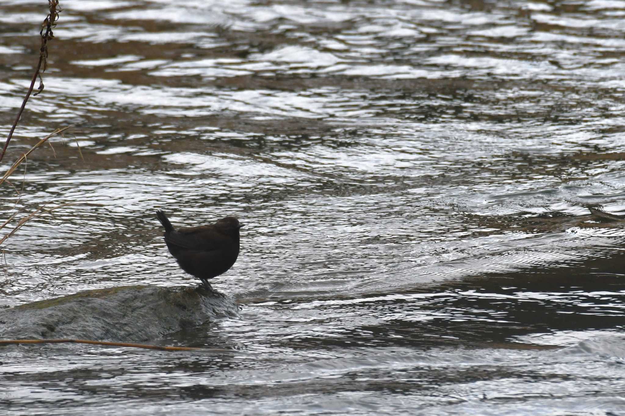 Photo of Brown Dipper at 珠洲市 by Semal