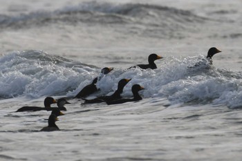 Black Scoter 千里浜(石川県羽咋市) Mon, 2/6/2023