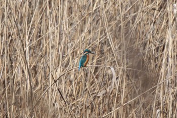 カワセミ 北本自然観察公園 2023年2月7日(火)