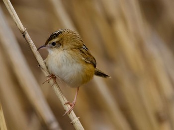 2023年2月7日(火) 境川遊水地公園の野鳥観察記録