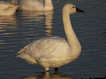 アメリカコハクチョウ 本埜白鳥の郷 (千葉県) 2023年1月7日(土)