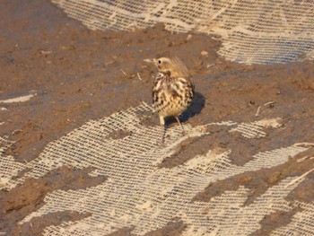 Water Pipit 本埜村白鳥の郷 Sat, 1/7/2023