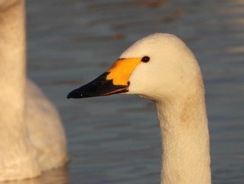 コハクチョウ 本埜白鳥の郷 (千葉県) 2023年1月7日(土)