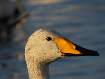 オオハクチョウ 本埜白鳥の郷 (千葉県) 2023年1月7日(土)