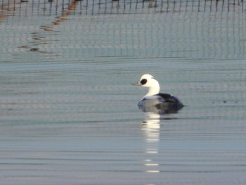 Smew North Inba Swamp Sat, 1/7/2023