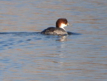 Smew North Inba Swamp Mon, 1/9/2023