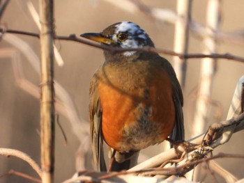 Brown-headed Thrush(orii) North Inba Swamp Mon, 1/9/2023