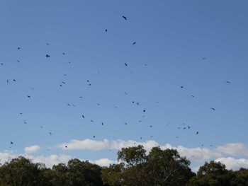 ハシボソガラス 弥富野鳥園 2023年2月5日(日)