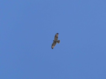 ノスリ 弥富野鳥園 2023年2月5日(日)