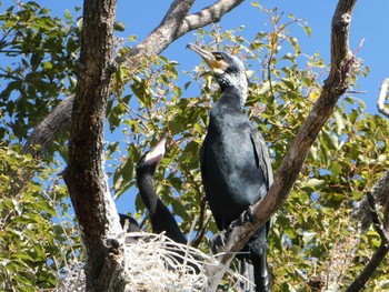 カワウ 弥富野鳥園 2023年2月5日(日)