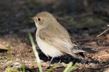 Red-breasted Flycatcher まつぶし緑の丘公園 Sat, 2/4/2023