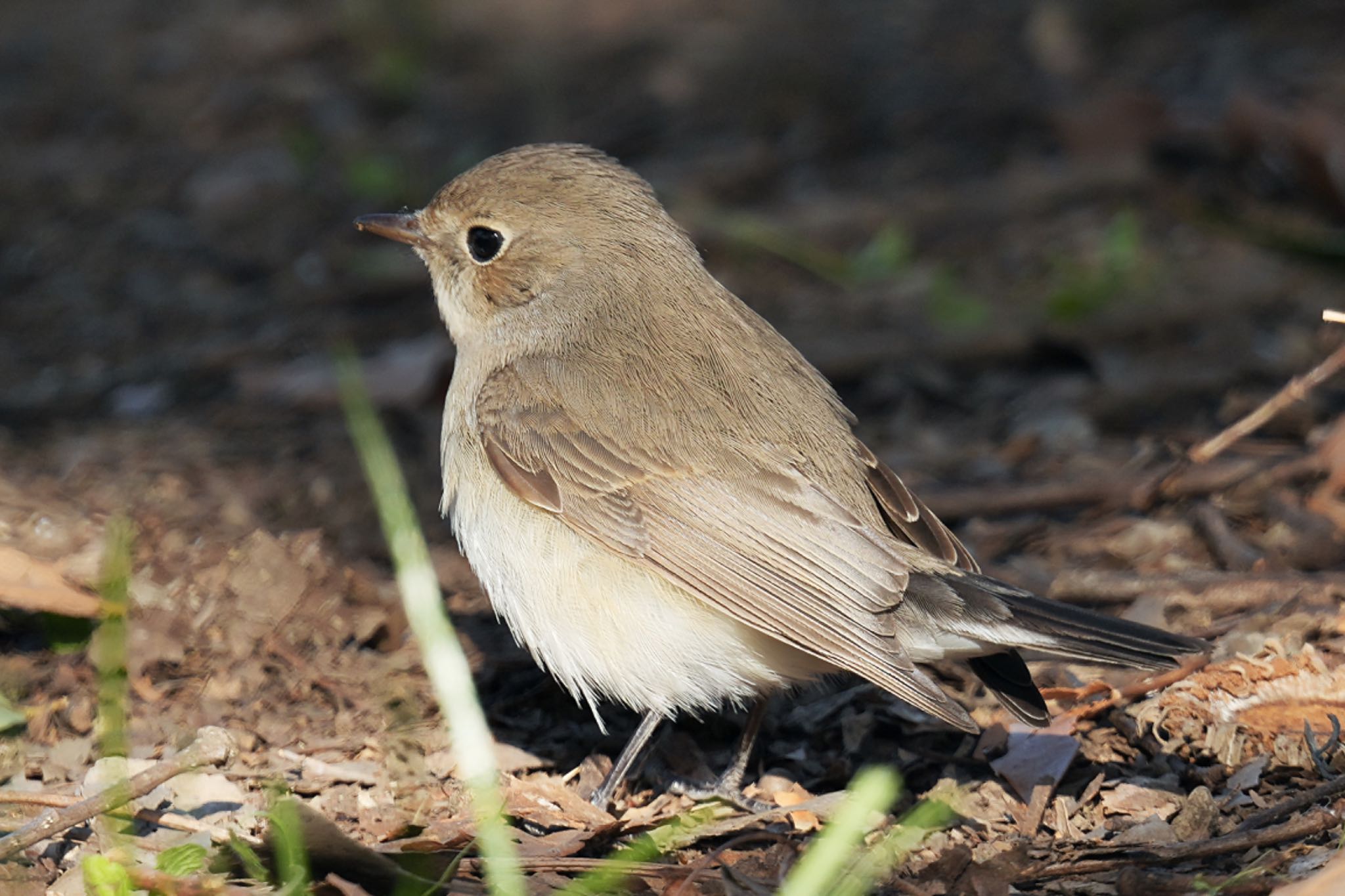 Photo of Red-breasted Flycatcher at まつぶし緑の丘公園 by アポちん