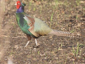 Green Pheasant 千葉県印旛沼 Wed, 4/13/2022