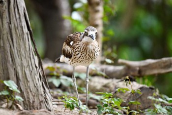 オーストラリアイシチドリ キャンベルタウン野鳥の森 2021年5月18日(火)