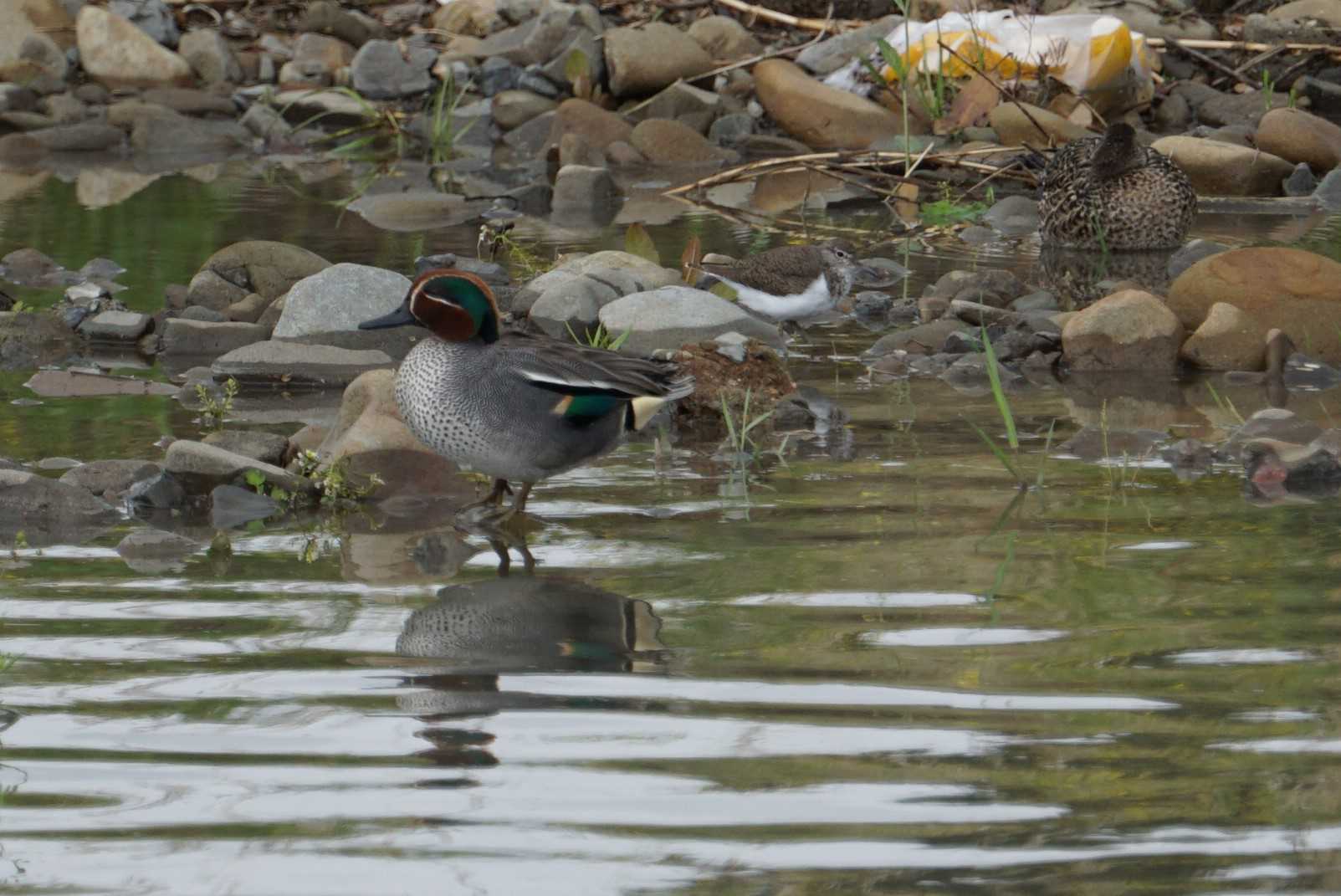 Eurasian Teal