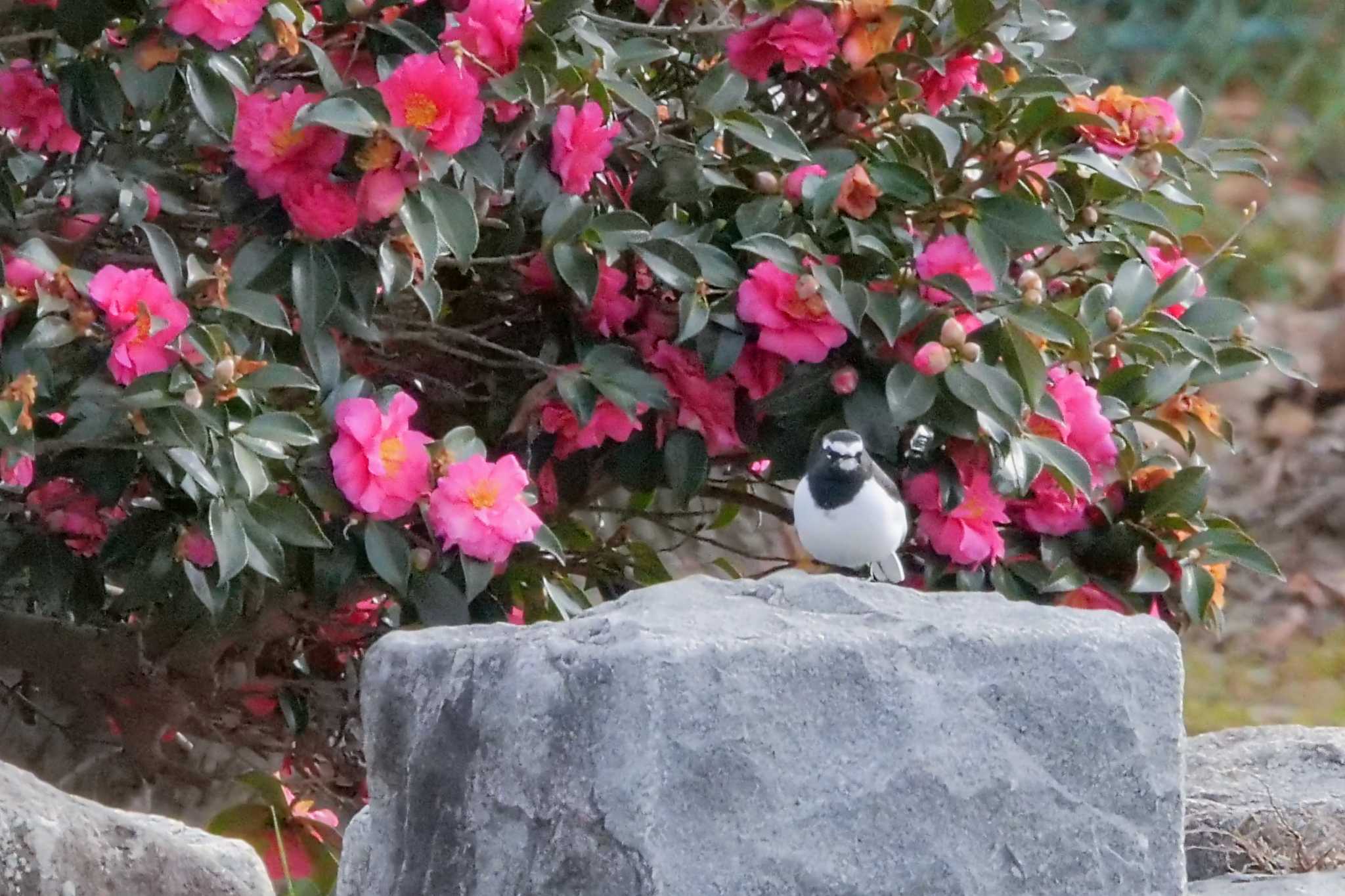 Japanese Wagtail