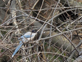 Azure-winged Magpie 藤崎森林公園 Tue, 2/7/2023