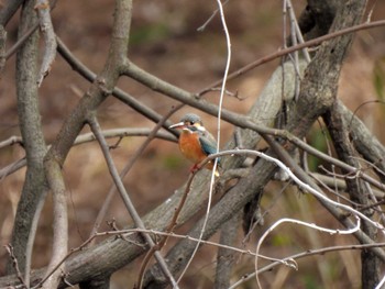 Common Kingfisher 藤崎森林公園 Tue, 2/7/2023