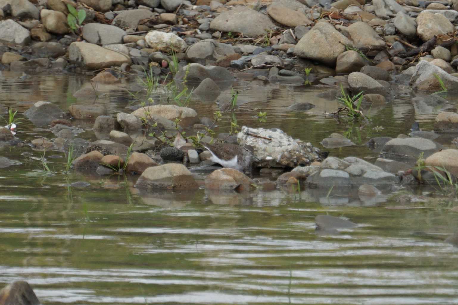 Common Sandpiper