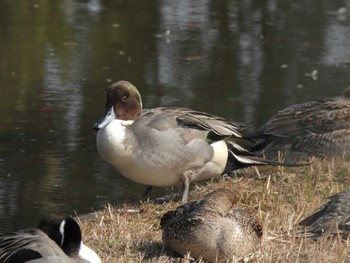 オナガガモ 菊田水鳥公園 2023年2月7日(火)