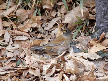 アカハラ 都筑中央公園 2023年2月7日(火)