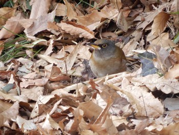 2023年2月7日(火) 都筑中央公園の野鳥観察記録