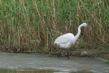 Great Egret 男里川 Sun, 4/15/2018