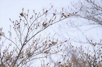 Brambling 六甲山 Mon, 2/6/2023