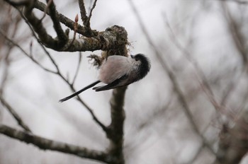 Long-tailed Tit 六甲山 Mon, 2/6/2023