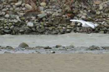 2018年4月15日(日) 男里川の野鳥観察記録