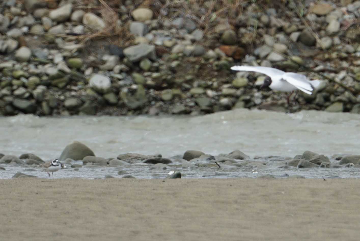 Black-headed Gull