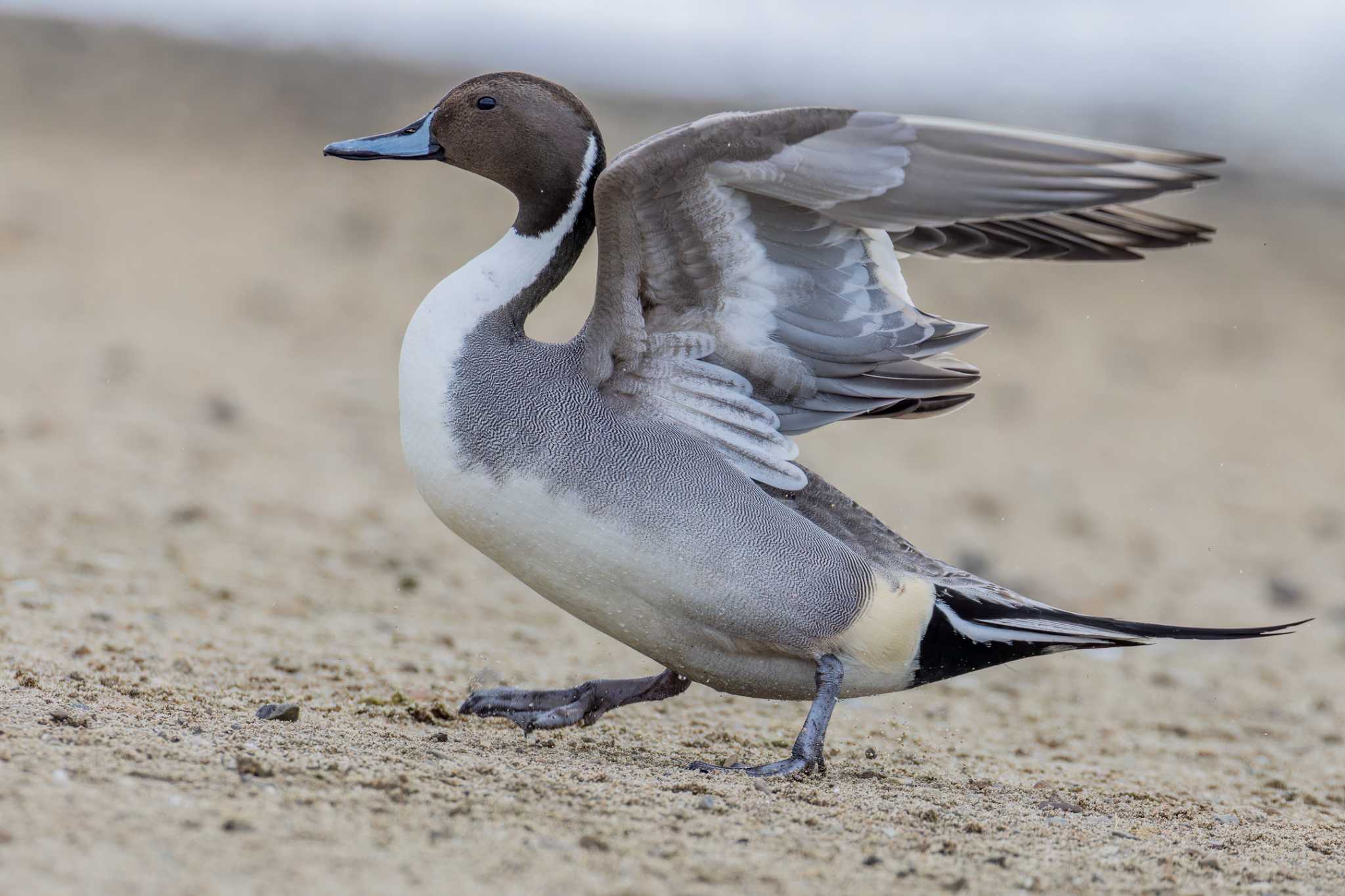 Photo of Northern Pintail at Izunuma by LeoLeoNya